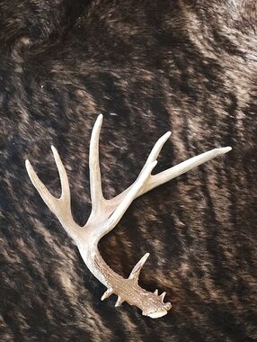 Natural White Antler Wall Accent - Home Wall Decor/Crafts